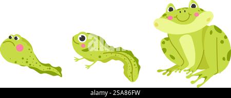 Froschlebenszyklus, Tierwelt. Kaulquappe, Frosch, Polliwog-Metamorphose. Wilde Wassertiere, Evolutionsentwicklungskröten. Isolierte Amphibienfiguren mit Lächeln und rosigen Wangen. Vektor in abgewickelter Form. Kaulquappe, Frosch, Frosch Evolution Zyklus Stock Vektor
