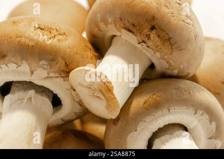 Brauner Knopf Pilz Nahaufnahme Makrofoto Stockfoto