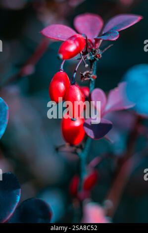 Rote Beeren hängen an einem Zweig mit dunklen Blättern. Stockfoto
