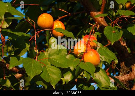 Reife Aprikosen leuchten auf einem Baumzweig, umgeben von üppig grünen Blättern, in Sonnenlicht getaucht. Stockfoto