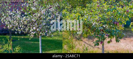 Apfel- und Pflaumenbäume in einem Garten, einer in Blüte und der andere mit Reifen Früchten. Stockfoto