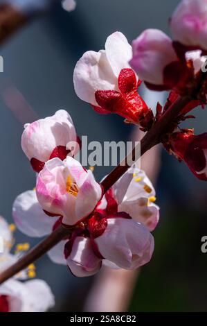 Nahaufnahme von zarten rosa und weißen Aprikosenblüten auf einem Zweig, in Sonnenlicht getaucht. Stockfoto