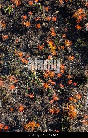 Aus der trockenen Erde tauchen leuchtende orange Wildblumen auf und zeigen die Widerstandsfähigkeit der Natur in einer sonnigen Umgebung mit klarem Himmel. Stockfoto