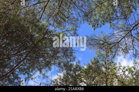 Blick direkt nach oben auf einen blauen Himmel durch die Baumkronen von mehreren Kiefern an einem Sommertag, mit einigen Wolken und Tannenzapfen sichtbar Stockfoto