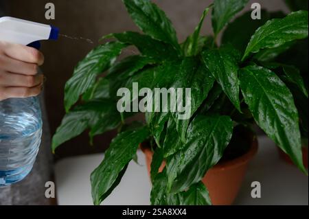Eine Frau sprüht eine Blume mit sauberem Wasser aus einer Sprühflasche, Nahaufnahme. Spathiphyllum. Zimmerpflanzenpflege, Blumenpflege, Erdentag, Schädlingsbekämpfung. Stockfoto