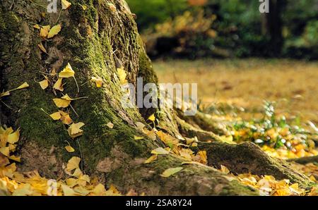 Nahaufnahme der Basis eines großen Ginkgobaumes, der mit Moosflecken bedeckt ist, mit gefallenen hellgelben Blättern, die auf freiliegenden Wurzeln an der Basis o verstreut sind Stockfoto