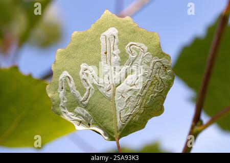 Spuren von Laubschürfmotten Phyllocnistis labyrinthella auf Aspenblatt in Raasepori, Südwestfinnland Stockfoto
