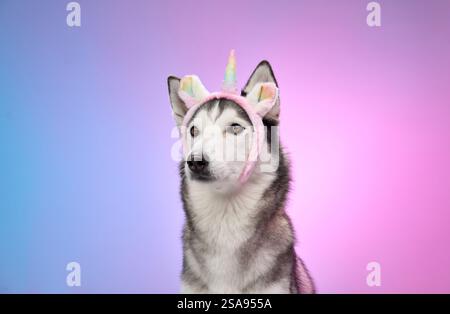Ein sibirischer Husky trägt Einhornohren mit einem ruhigen Ausdruck, eingerahmt von einem rosa und blauen Hintergrund. Die Einrichtung vereint Spaß und Raffinesse Stockfoto