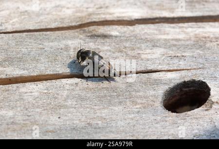 Eine erwachsene Tomoxia bucephala auf totem Aspen in Raasepori, Südwest-Finnland Stockfoto