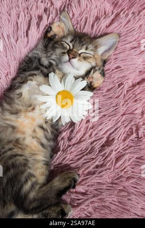 Porträt eines niedlichen Tabby-Kätzchens, das ruhig und bequem auf einem weichen, flauschigen rosafarbenen Kissen neben einer großen Gänseblümchenblume schläft. Komfort und Entspannung von Stockfoto