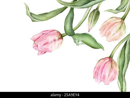 Rechteckiger Rahmen mit hellen Tulpen in Pastellrosa und offenen Knospen für Grußkarte „Hello Spring“. Handgezeichnete Aquarellillustration zarte Staude Stockfoto