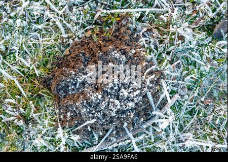 Ansicht von oben nach unten einer gefrorenen Molehill, die mit Eis bedeckt ist. Die strukturierte Oberfläche glitzert im kalten Licht und zeigt komplizierte Frostformationen und Hars Stockfoto