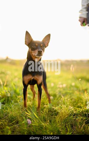 Frau, die ihren Hund geht, glatthaariger russischer Toy Terrier an der Leine, auf Gras bei Sonnenuntergang. Besitzer und Haustier. Das Konzept der Freundschaft zwischen Mensch und Haustier Stockfoto