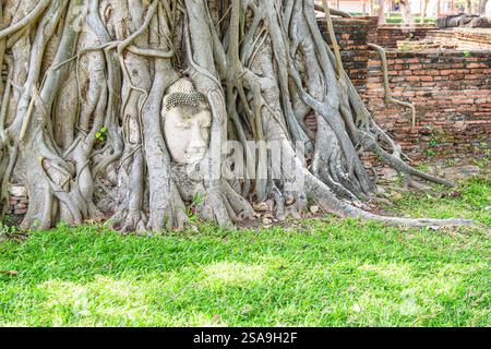 Der Stein-Buddha-Kopf, verschlungen in Baumwurzeln in Ayutthaya Stockfoto