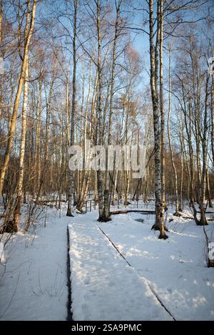 Spazieren Sie im Frühjahr auf schneebedeckten ökologischen Wanderwegen im sonnigen Birkenwald. Ökotourismus Stockfoto