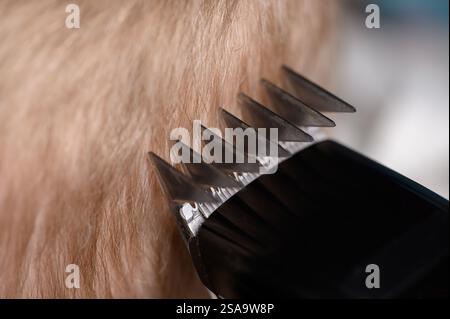 Haarschnitte aus blondem Haar für einen Jungen mit einem Haarschneider, Nahaufnahme. Haarpflegekonzept. Mutter schneidet dem Sohn zu Hause mit einem Haarschneider die Haare. Stockfoto