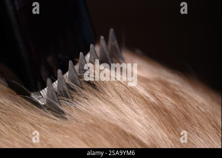Haarschnitte aus blondem Haar für einen Jungen mit einem Haarschneider, Nahaufnahme. Haarpflegekonzept. Mutter schneidet dem Sohn zu Hause mit einem Haarschneider die Haare. Stockfoto