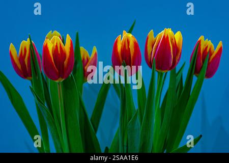 Frisch geschnittene Tulpen. Stockfoto