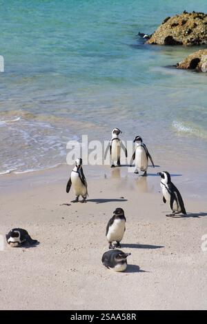Gruppe von Pinguinen am Boulders Beach in Südafrika Stockfoto