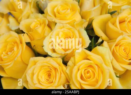 Gelbe Rosen im Blumenstrauß Stockfoto
