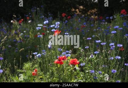 Wild Flower Meadow in Suffolk UK Stockfoto