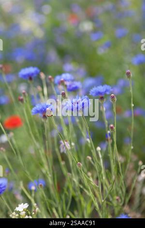 Wild Flower Meadow in Suffolk UK Stockfoto