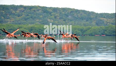 Guanaroca Lagune, in der Nähe von Cienfuegos, eine atemberaubende natürliche Oase mit einer lebhaften Flamingos-Population Stockfoto