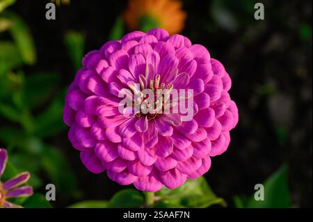 Helle violette Zinnienblüte blüht im Garten an einem sonnigen Sommertag. Gewöhnliche zinia oder Zinnia elegans. Gartenkonzept Stockfoto