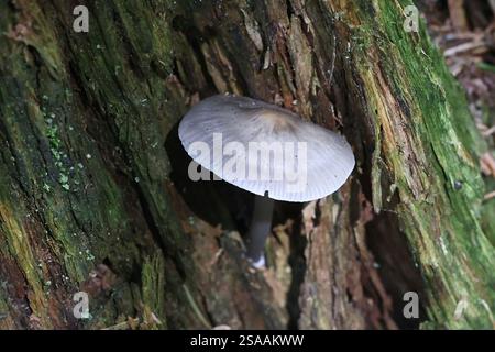 Mycena galericulata, auch bekannt als Haube oder Torque mycena, Wildpilz aus Finnland Stockfoto