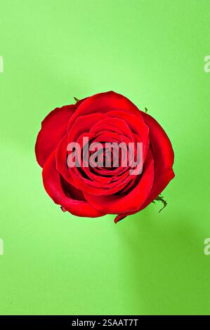 Stillleben einer roten Rose auf grünem Hintergrund Stockfoto