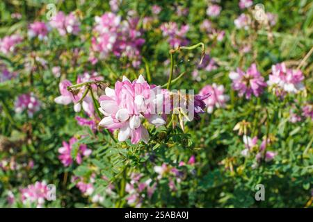 Nahaufnahme von rosa und weißen Securigera varia Blüten, die auf einer grünen Wiese wachsen. Natürlicher floraler Hintergrund mit wilden Pflanzen. Sommer- und Frühjahrssaison Co Stockfoto