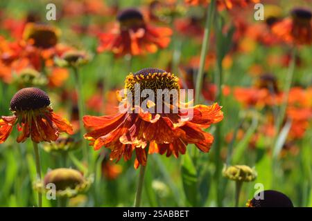 Schöne rote und orange Helenium Herbstblume, Makro Stockfoto
