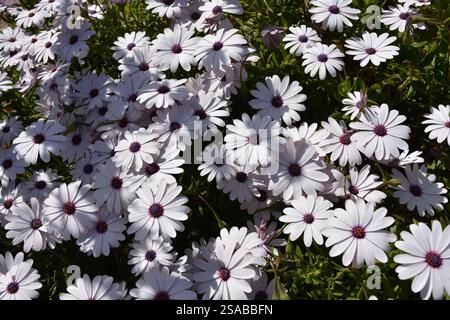 Osteospermum , auch bekannt als afrikanischer oder Cape Gänseblümchenstrauch, bedeckt mit weißen und violetten Blüten Stockfoto