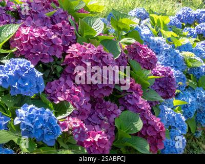 Hortensie Zierstrauch mit violetten und blauen Blüten. Hortensie Gartenhecke aus der Nähe. Mehrfarbige Hortensia-Blumenköpfe. Französische Hortensie blüht Stockfoto