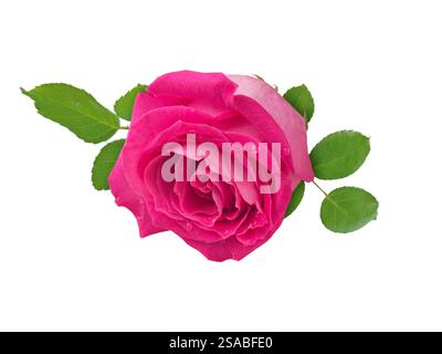 Romantische hellrosa Rose mit Blättern und Wassertropfen isoliert auf weißem Hintergrund. Blumenkopf mit Laub. Stockfoto