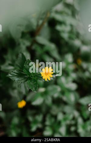 Leuchtend gelbe Wildblume vor einem üppigen grünen Hintergrund. Ein Symbol für Widerstandsfähigkeit und natürliche Schönheit. Stockfoto