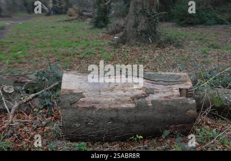 Ein abgeschnittener Abschnitt eines Baumstamms, der teilweise von seiner Rinde befreit wurde, auf dem Waldboden. Stockfoto