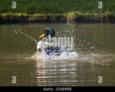 Stockenten (Anas platyrhynchos), männliche Ente im See, Hessen, Deutschland, Europa Stockfoto