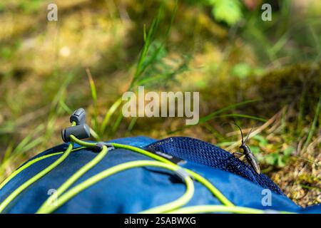 Ein großer schwarzer Käfer sitzt auf einem blauen Touristenrucksack. Cerambyx ist eine Gattung von Käfern aus der Familie der Cerambycidae. Steinbockkäfer. Stockfoto