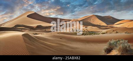 Kamele in Erg Chebbi Sahara Sand sune Gurt, Merzouga Marokko, der Sanddünen Gürtel ist 5-7 km westlich nach Osten und steigt 150 m hoch. Stockfoto