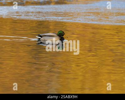 Stockenten (Anas platyrhynchos), männliche Ente schwimmt im Winter über einen teilweise gefrorenen See, im späten Abendlicht, Hessen, Deutschland, Europa Stockfoto