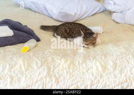 Eine kleine Tabbykatze, die auf einem hellen, gesteppten Bettüberwurf liegt, umgeben von weißen Kissen und gerollten Handtüchern. Stockfoto
