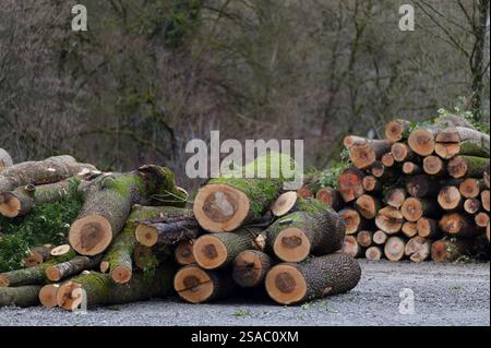Stapelholz auf einem Lagerplatz nach Hubschraubertransport aus einem schwer zugänglichen Schluchtwald, Hubschrauber, Eschenstaub, Baumkrankheit, Krankheit, als Stockfoto