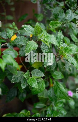 Nahaufnahme variierter Hibiskusblätter mit grünen und weißen Mustern. Stockfoto