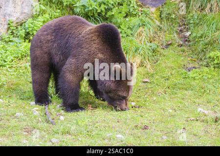 Ein junger männlicher Eurasischer Braunbär (Ursus arctos arctos) weidet auf einer Wiese Stockfoto
