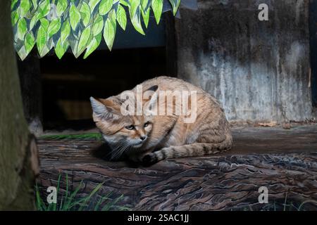 Die Sandkatze (Felis margarita) im Zoo von Mulhouse, Elsass, Frankreich. Kleine Wildkatze in der Familie Felidae, Heimatregion: Sandwüsten und steinige Wüsten Afrikas Stockfoto