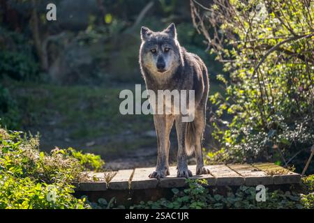 Nordwestwolf (Canis Lupus occidentalis), andere Namen: Mackenzie Valley Wolf, Alaska oder Kanadischer Holzwolf im Mulhouse Zoo, Elsass, Frankreich. Can Stockfoto