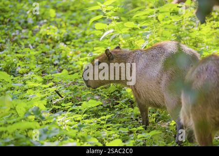 Eine (größere) Capybara (Hydrochoerus hydrochaeris) sucht in der dichten Ufervegetation eines Flusses nach Nahrung Stockfoto