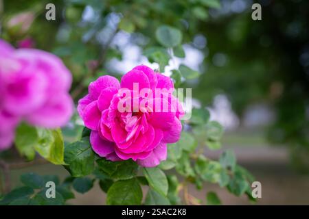 Rose (Rosa gallica var officinalis) blüht im Sommer. Dunkelrosa Rosa Gallica Strauchblumen auch Gallische Rose, französische Rose oder Rose der Provins genannt. Stockfoto