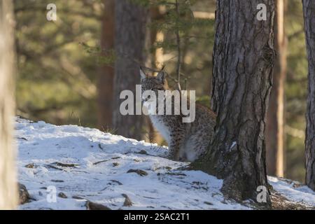 Ein junger männlicher Eurasischer Luchs (Lynx Luchs), der im frühen Morgenlicht auf einem schneebedeckten Waldgrund sitzt Stockfoto